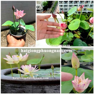 10H - hạt giống hoa sen mini Nhật