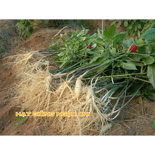 Hạt Giống Củ Sâm Hàn Quốc - 5 Hạt