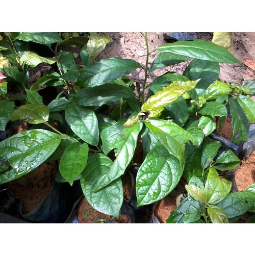 Cây xạ đen Hoà bình