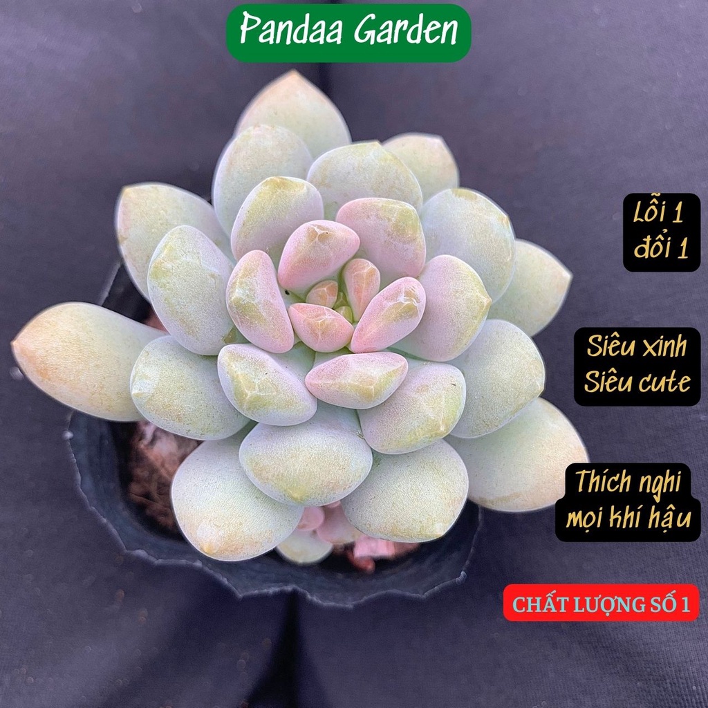 Sen đá sỏi nâu hồng size bé 5-8cm, xuất xứ Đà Lạt khoẻ đẹp, thích nghi mọi khí hậu, lỗi 1 đổi 1
