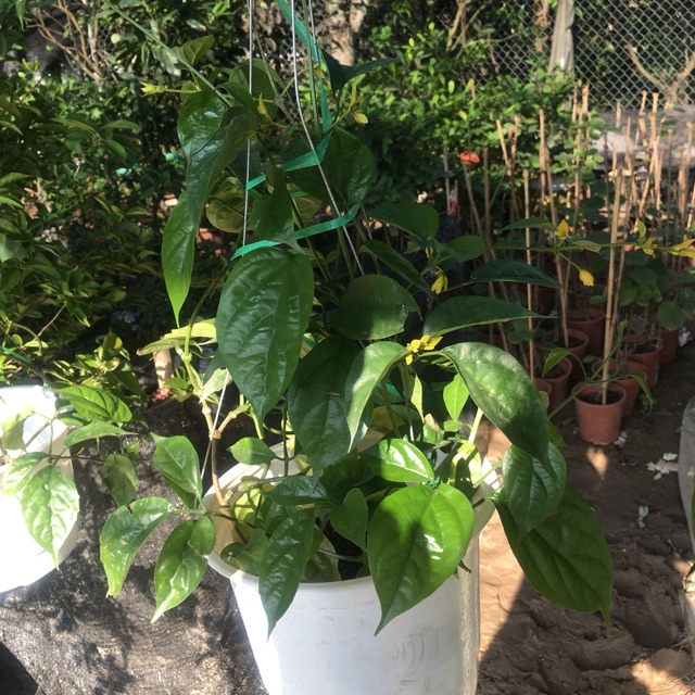 Cây lan hoàng dương