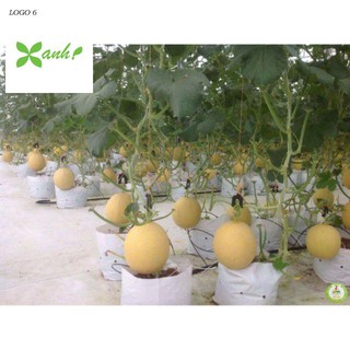 Hạt Giống Dưa Lưới Lõi Vàng Oval  (10 hạt)