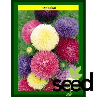 Hạt Giống Hoa Cúc Công Chúa Nhiều Màu 20 Hạt