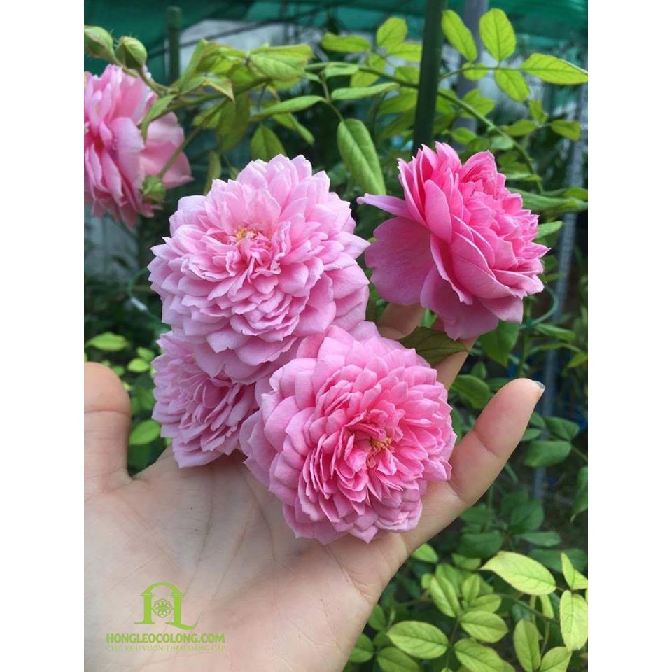 Hạt giống hoa hồng leo Pháp nhiều màu - kèm 3 viên nén kích thích ươm hạt