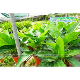 Cây Đại Đế Xanh (Trầu Bà Đế Vương Xanh)