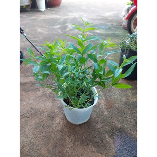 Bạc hà sả chanh pháp