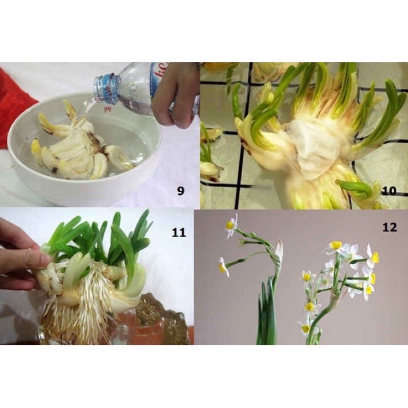 Combo bộ dao gọt, ly dưỡng, củ thủy tiên kép y hình
