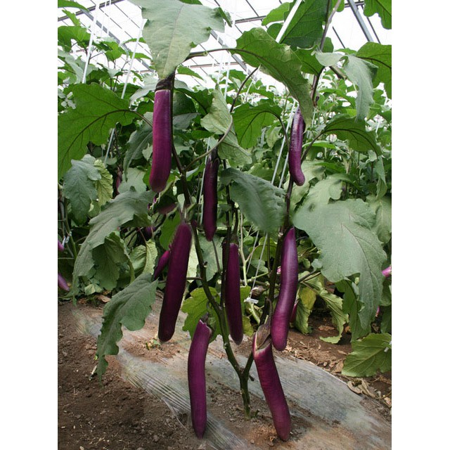 [Hạt Đài Loan] - Hạt giống cà tím siêu dài Đài Loan - Feng Niang (F1) Eggplant - tỷ lệ nảy mầm 90% (gói 5 hạt)
