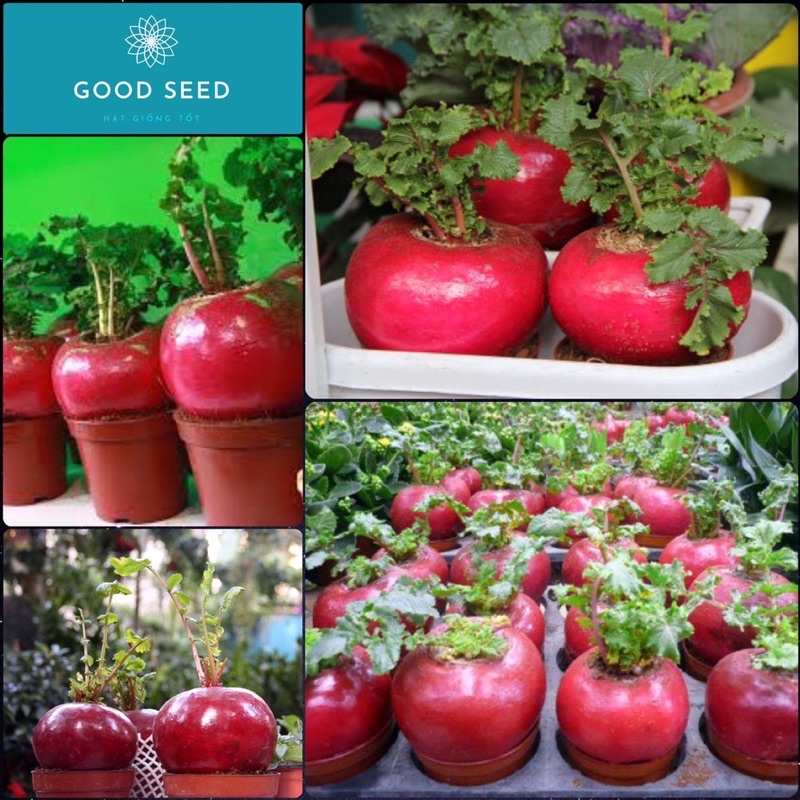 Hạt giống củ cải đỏ siêu to, siêu khổng lồ F1