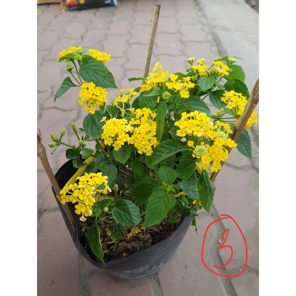 Phân bón lá siêu bự bông hoa to màu sắc đẹp Vua Bự Bông 50g