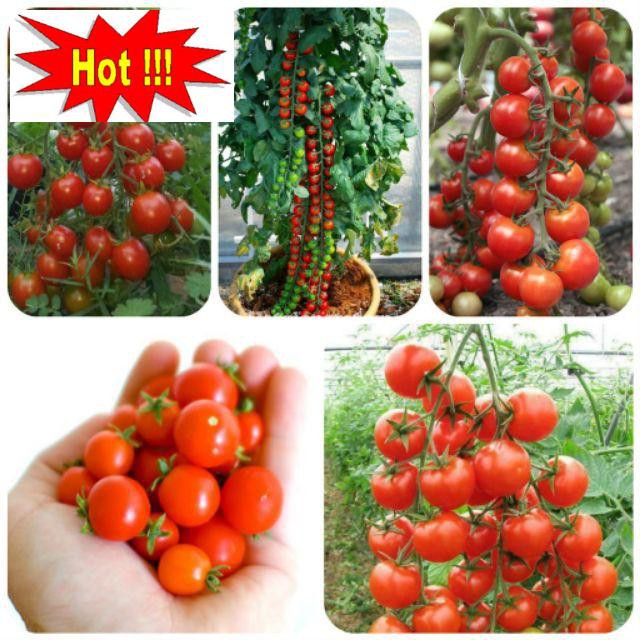 Hạt giống Cà Chua Bi Chùm 30 Hạt