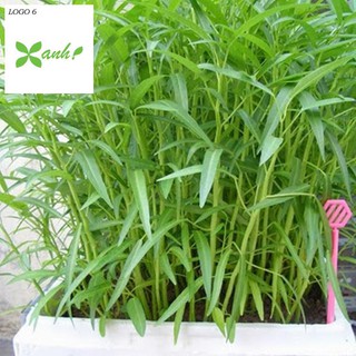Giống rau muống (100g)