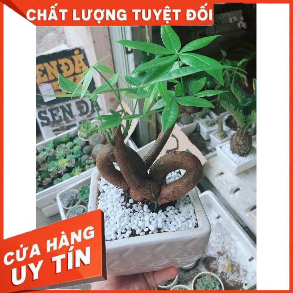 Chậu kim ngân nơ Nhiều Người Mua