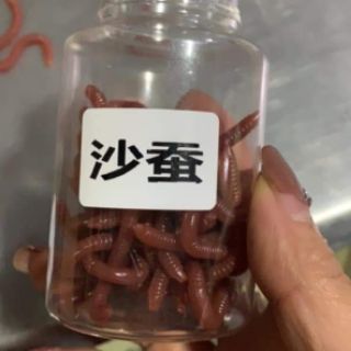 Mồi giun giả câu cá siêu nhạy