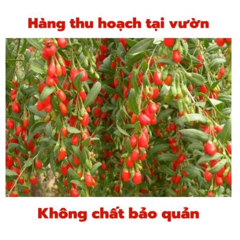 [Gía Sỉ] 250gr Kỳ Tử Vương - Quả to đều hạt, thơm ngon bổ dưỡng