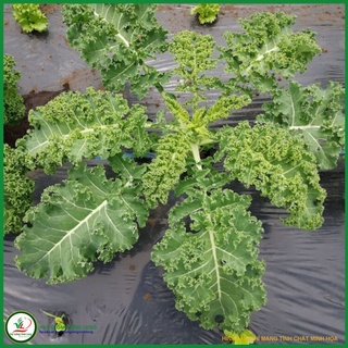 Hạt giống Cải Kale (Cải rổ Xoăn) TN 69