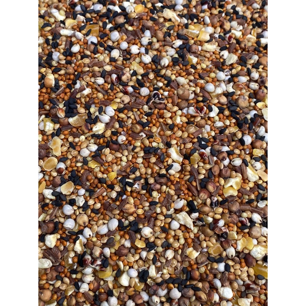 Ngũ cốc dinh dưỡng cho Chim Cu Gáy