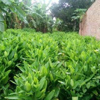 Bột Bình Tinh Nguyên Chất