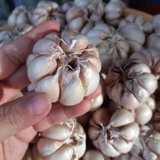 1Kg Tỏi Nguyên Nhánh To Tròn