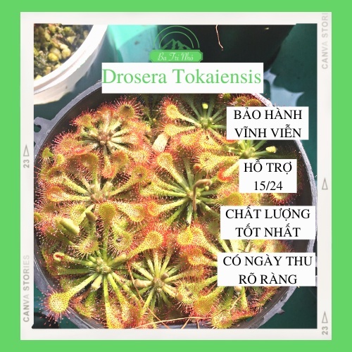 Hạt giống cây ăn thịt bắt mồi gọng vó Drosera Tokaiensis (Trung cấp) I Ba Tri Nhỏ I BTN02
