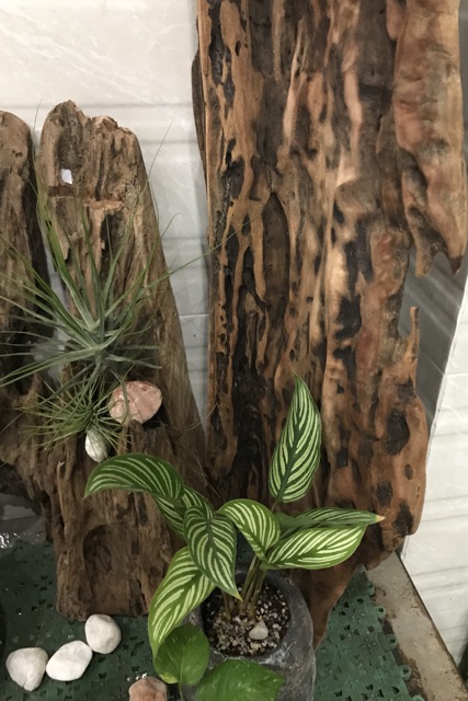 Cây không khí Tillandsia Schiedeana ‘Minor’