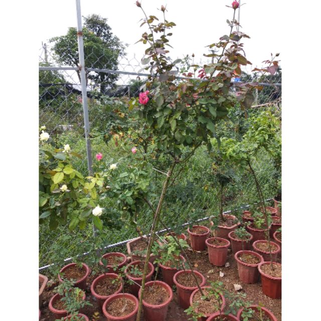 2 cây hoa hồng tree thân gỗ