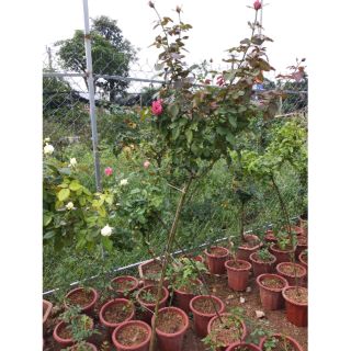 2 cây hoa hồng tree thân gỗ