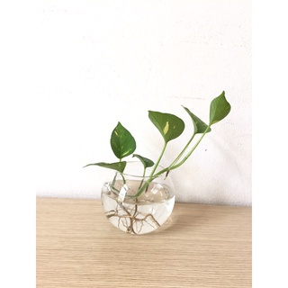 Cây trầu bà xanh trồng thuỷ sinh