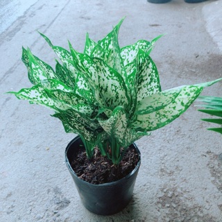 Cây Ngọc Ngân