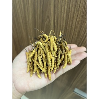 Đông trùng hạ thảo khô nguyên con
