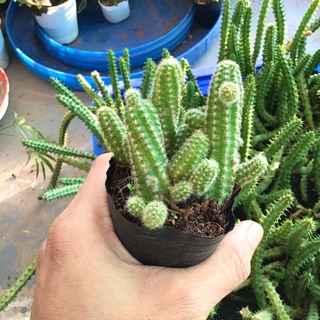 Xương rồng đuôi chuột