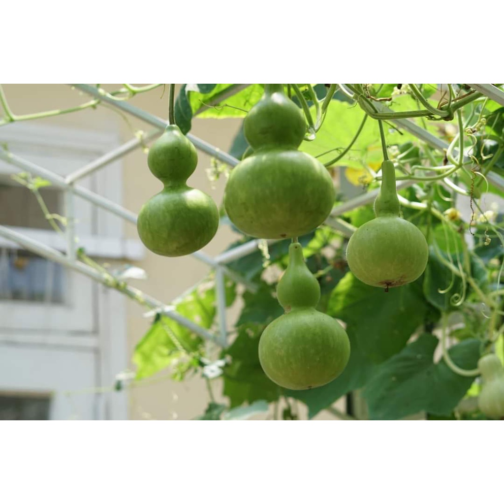 2Gr Hạt Giống Bầu Hồ Lô - TaNe Garden