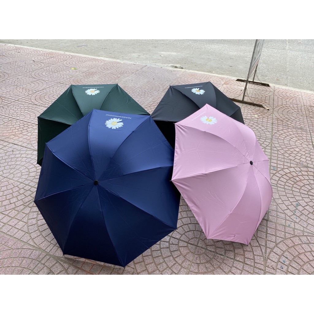 Ô Dù Hoa Cúc Hàn Quốc - Dù Cúc Họa Mi Tự Động