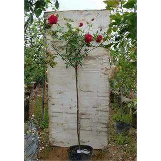 Cành chiết - Hom giống hồng leo tầm xuân CAO - DÀI dùng ghép hoa hồng dáng TREE