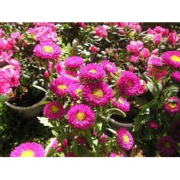 Hạt Giống Cúc Đà Lạt Cúc Magic-Nảy Mầm Trên 95% Gói 50 Hạt