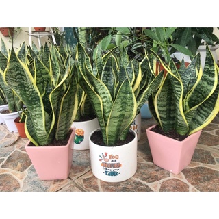 Chậu (3 cây ) lưỡi hổ viền vàng để bàn cao 25-30 cm