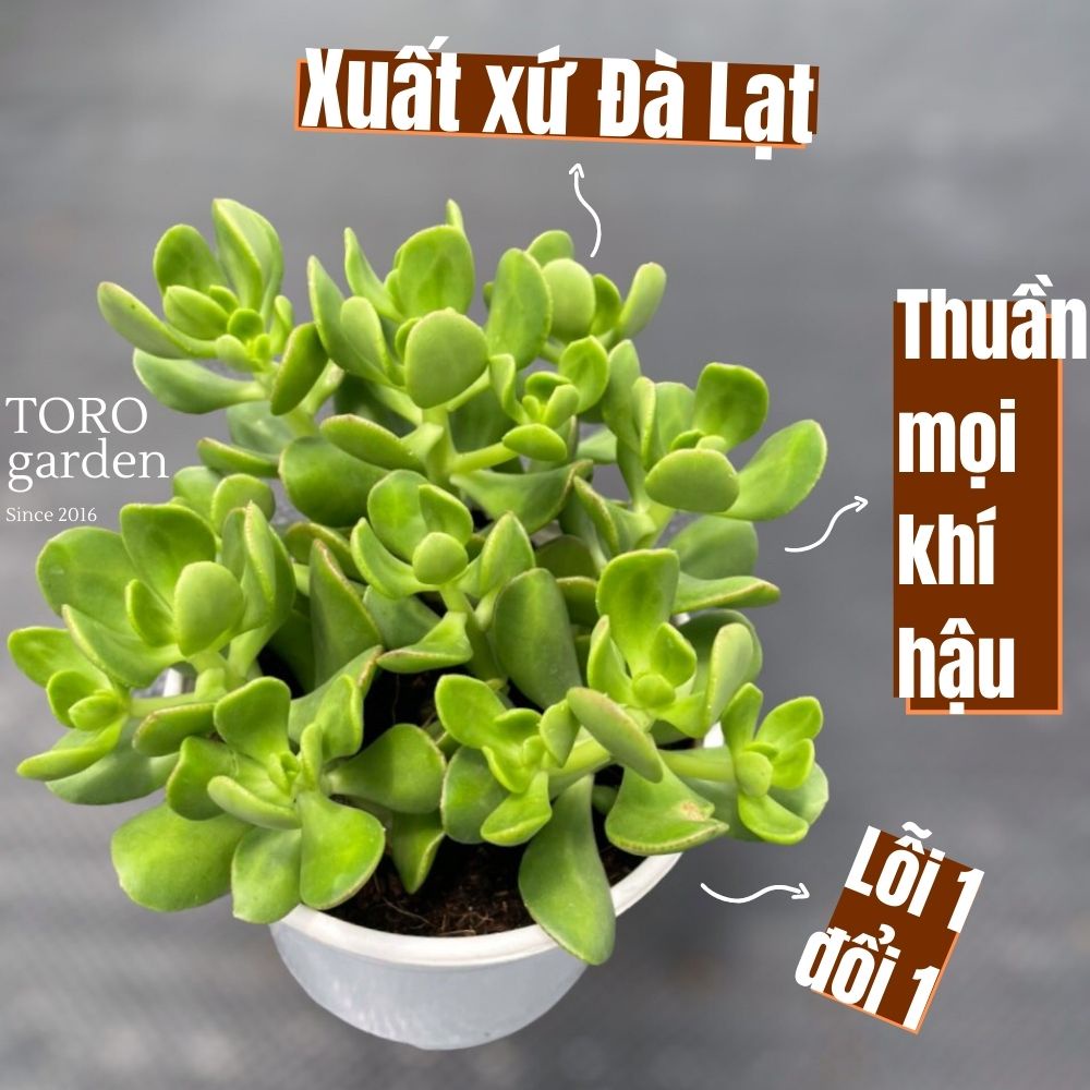 Sen đá thạch bích lá xoăn Đà Lạt size trung bình cây cảnh trang trí nhà cửa Toro garden