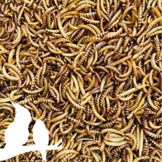 500GRAM SÂU GẠO KHÔ_THỨC ĂN: HAMSTER, CHIM CẢNH, SÓC....