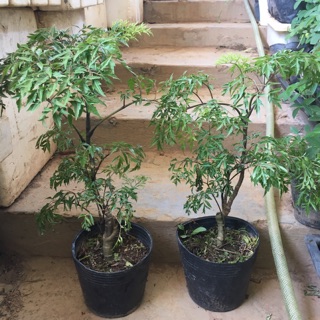 Cây Đinh lăng sz 30-40cm