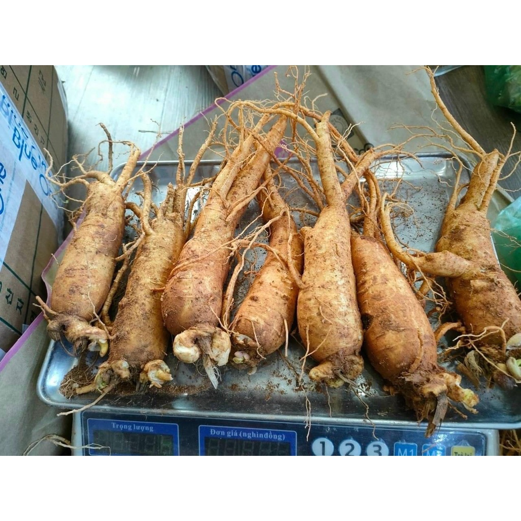 Sâm Hàn Quốc 6 năm tuổi, loại 7 Củ/1Kg. dùng ngâm mật ong