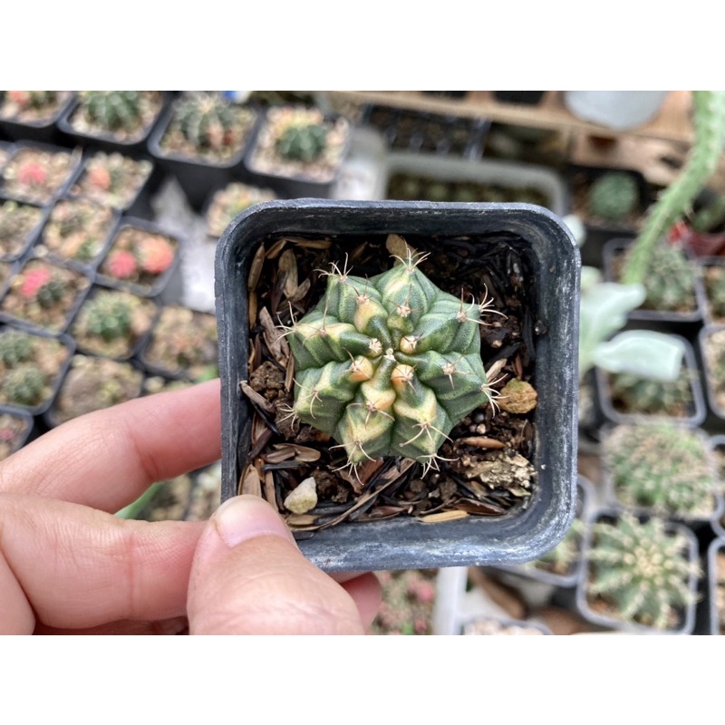 Xương rồng Gym lem vàng size ~3cm