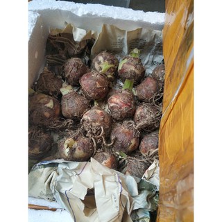Củ lan huệ dễ trồng