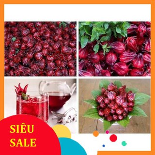 5 Hạt giống Atiso đỏ (Bụt dấm) (tặng gói Kích nẩy mầm và Hướng dẫn)