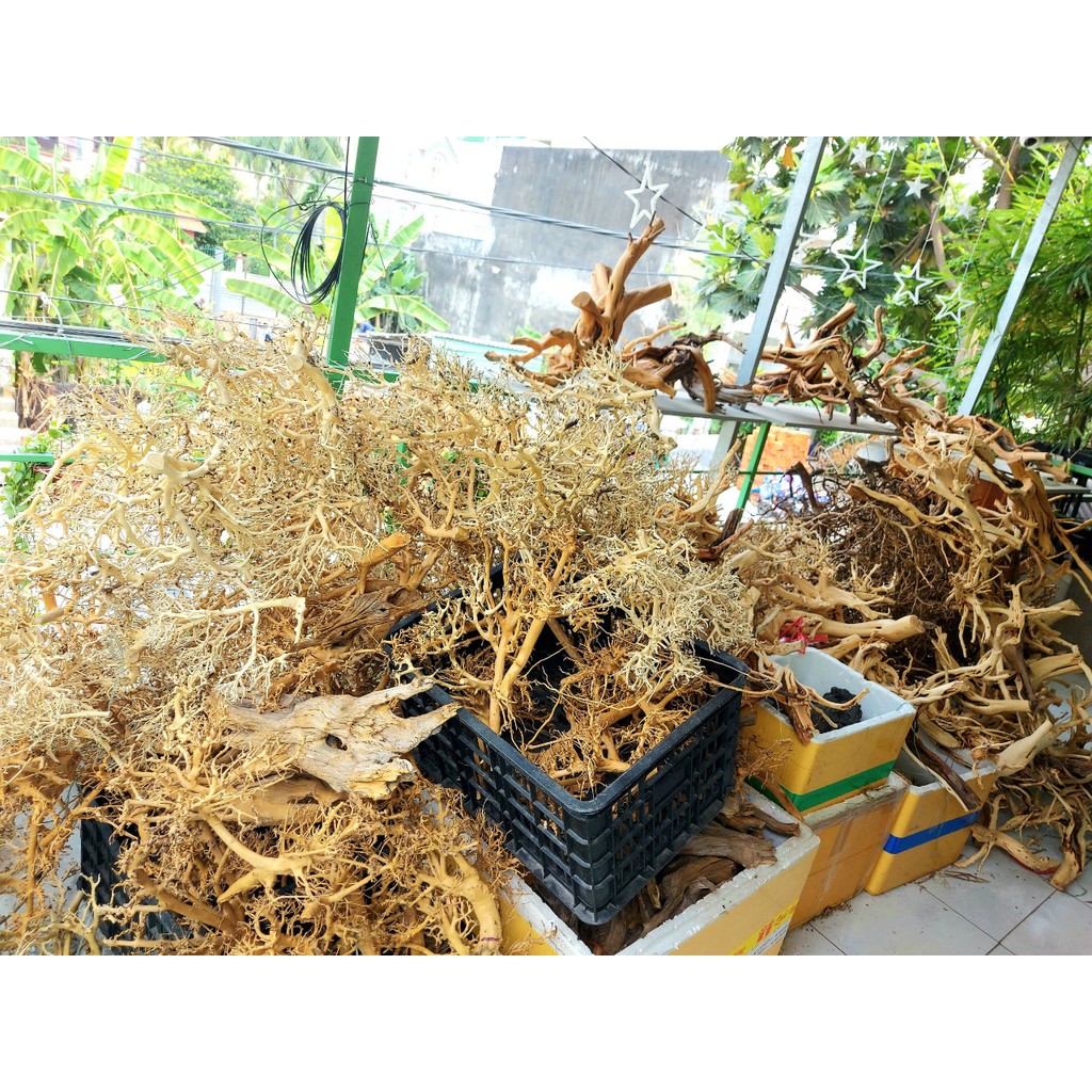 Lũa xương trùm, tán quýt dùng để tạo lũa dáng bonsai cho Bể Thuỷ Sinh, Bể Cá - 100g