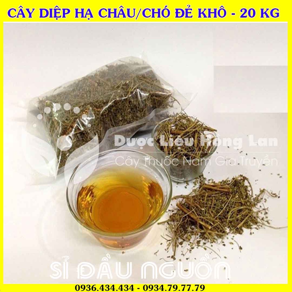 Giá sỉ Cây DIỆP HẠ CHÂU/CHÓ ĐẺ khô đóng gói 20kg - Công Ty Dược Liệu Hồng Lan