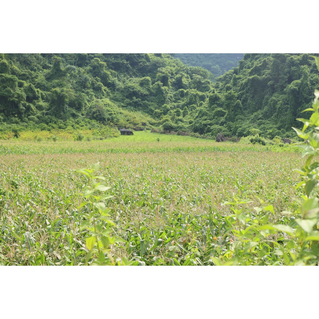 Mì Ngô Vietnam Napro (Không biến đổi gen) | BigBuy360 - bigbuy360.vn