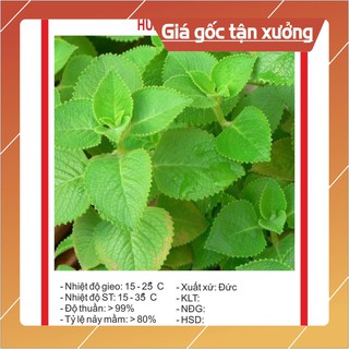Hạt giống Húng Chanh 0.1Gram Hạt giống