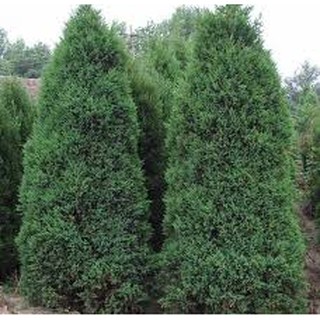 CÂY TÙNG THÁP, CÂY TÙNG CỐI TRỒNG CẢNH QUAN, PHONG THUỶ