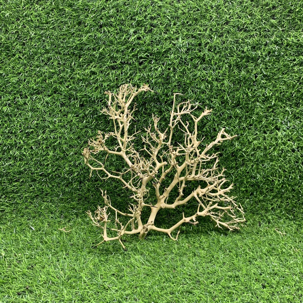 50Gr Lũa Xương Chùm Tán Quýt - Dùng Làm Tán Bonsai Trong Bể Thủy Sinh