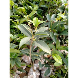 Cây Mộc Hương, Cao 70-1m, Đang Cho Nụ